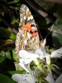 Close-up of butterfly pollinating on flower