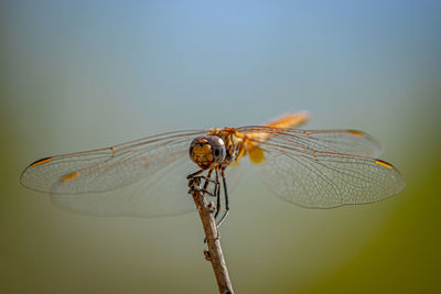 Close-up of dragonfly on twig