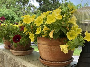 Close-up of yellow flower pot on table