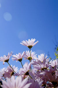 Low angle view of purple flowering plants against blue sky