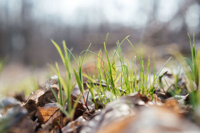 First green blades of grass popping out of the last year's foliage in early spring