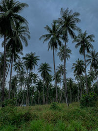 Palmtrees of koh phangan