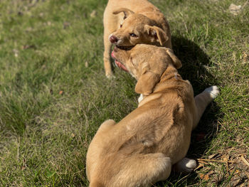 View of a dog relaxing on field