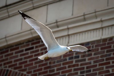 Close-up of seagull flying against building