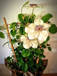 Close-up of white flowers