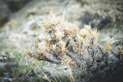 Close-up of dried plant on field