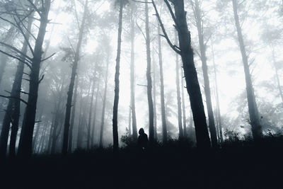 Silhouette of trees in forest during foggy weather