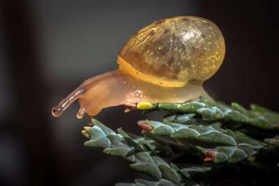 Close-up of water drops on leaf