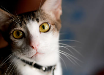 Close-up portrait of cat