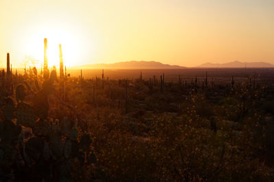 Plants growing on land against sky during sunset