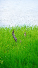 Duck in a lake