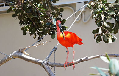 Close-up of bird perching on branch