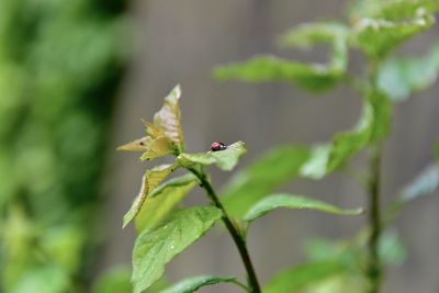 Close-up of green leaves on plant