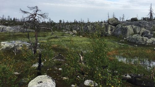 Scenic view of rocks by trees against sky