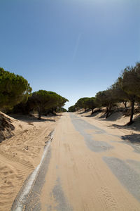 Road amidst trees on beach against clear sky