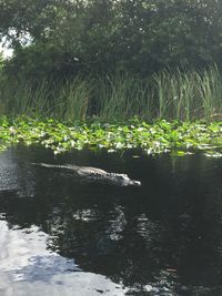 Plants growing by lake in forest