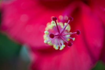 Close-up of pink flower