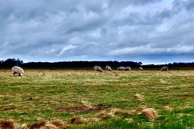 Sheep grazing on field against sky