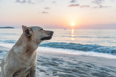 View of dog on beach during sunrise