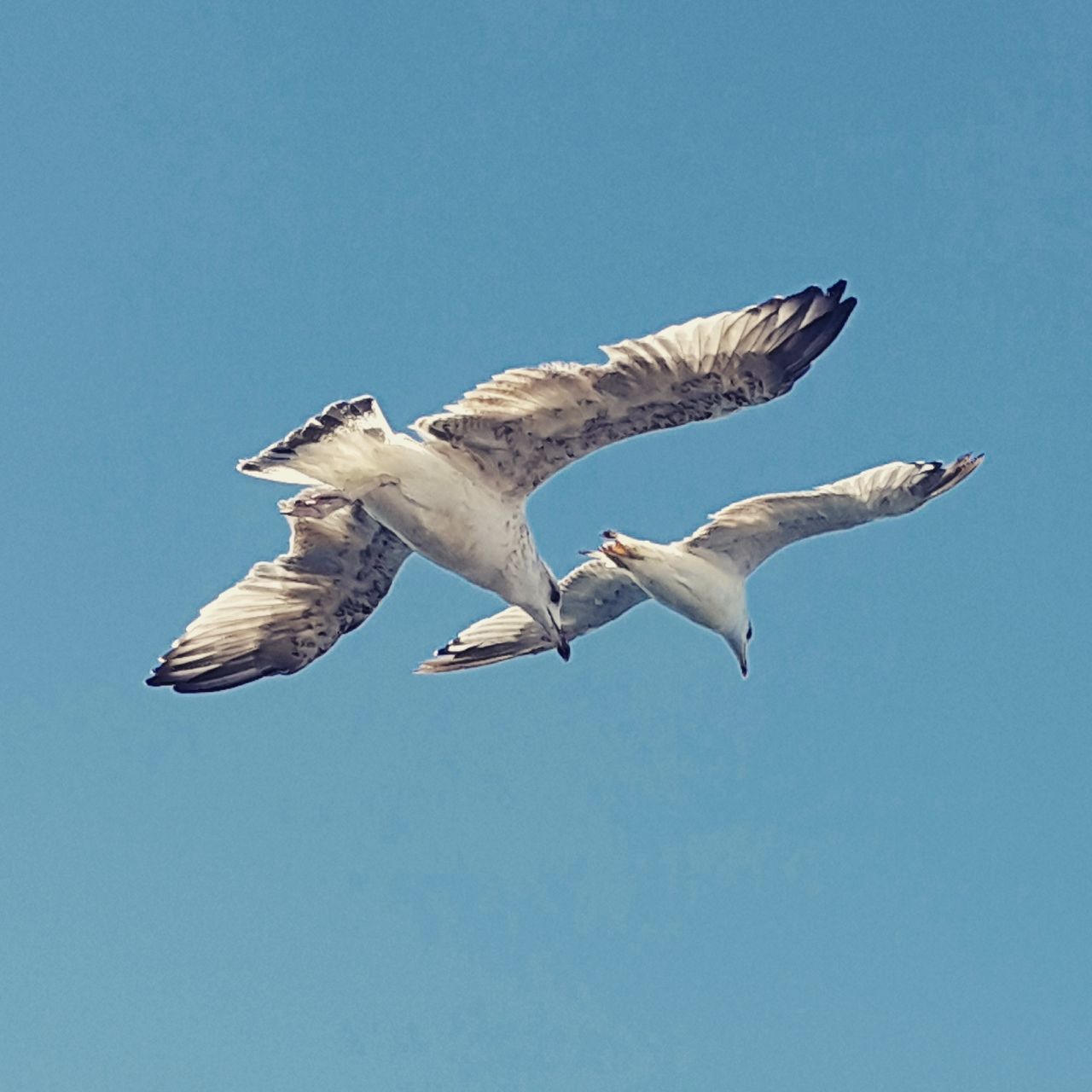 flying, bird, animal themes, animals in the wild, spread wings, copy space, low angle view, animal wildlife, mid-air, clear sky, no people, seagull, day, nature, outdoors, blue, togetherness, sky, close-up, bird of prey