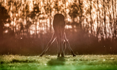 Silhouette woman standing on field