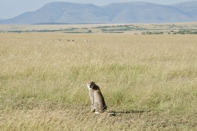 Rear view of horse on landscape