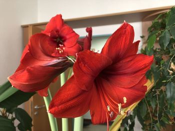 Close-up of red hibiscus