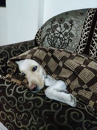 Portrait of dog relaxing at home