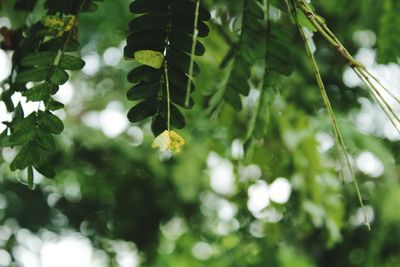 Close-up of green leaves on plant