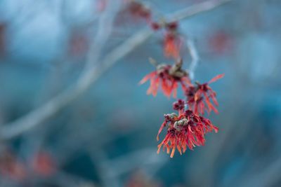 Close-up of red cherry blossom on tree