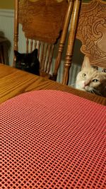 Close-up portrait of a cat