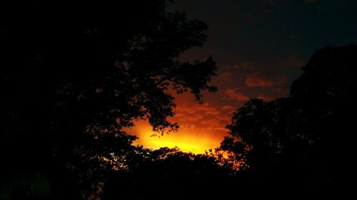 Low angle view of silhouette trees against orange sky