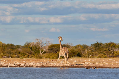 A giraffe spreading his legs to drink