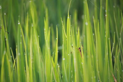 Close-up of insect on grass