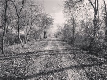 View of bare trees in forest