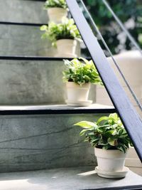 Potted plants on window sill