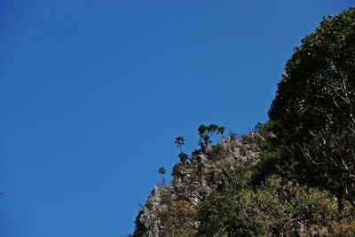 Low angle view of trees against clear blue sky