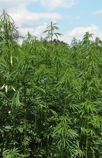 Crops growing on field against sky