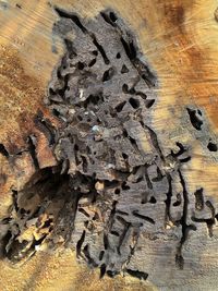High angle view of birds on sand