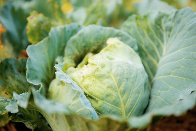 Close-up of fresh green leaf