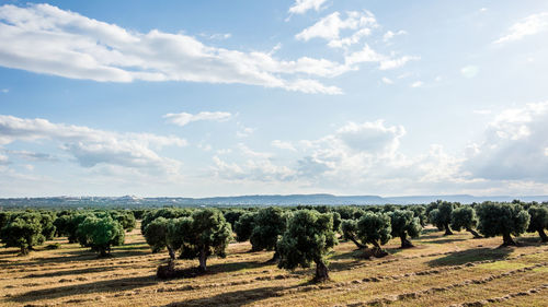 Olive trees in the countryside near the medieval white village of ostuni