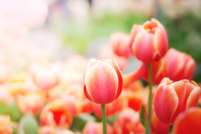 Close-up of red tulips