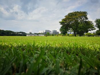 Scenic view of agricultural field against sky