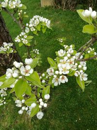 Close-up of flowers blooming outdoors