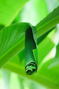 Close-up of green leaf against blurred background