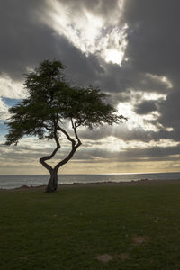 Tree on field by sea against sky