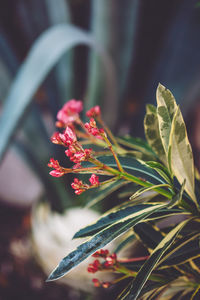 Close-up of pink flowers