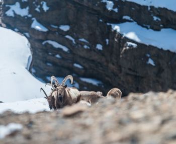 View of ibex on land