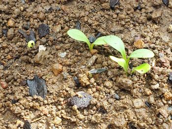 High angle view of plant growing on sand