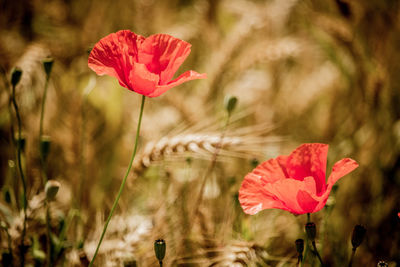 Close-up of red poppy flower on field